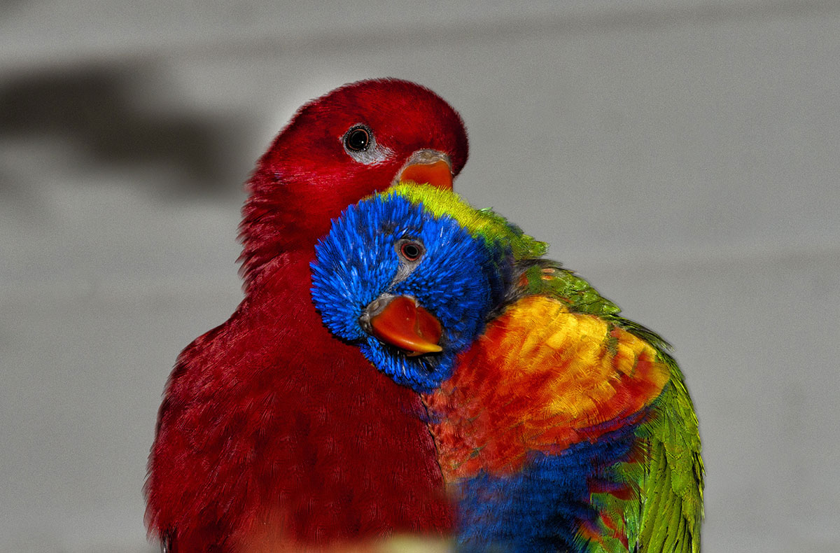 Papagaios com amor pintando