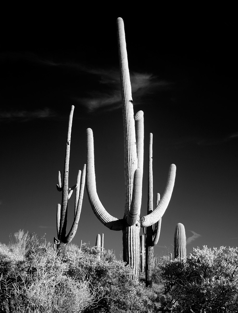 Cactus pintura de paisagem