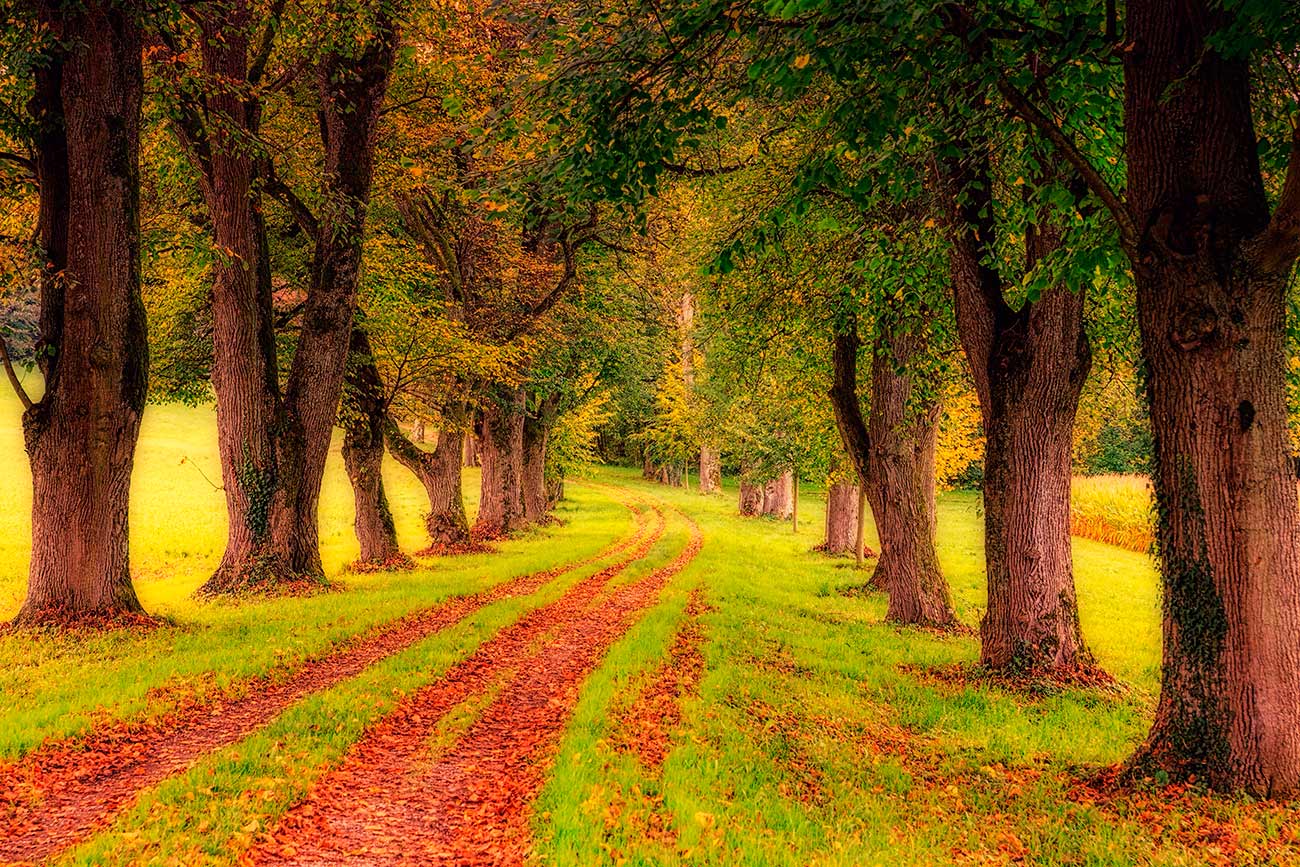 Pintura de estrada de outono