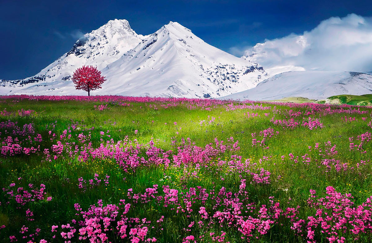 Paisagem com flores e montanhas