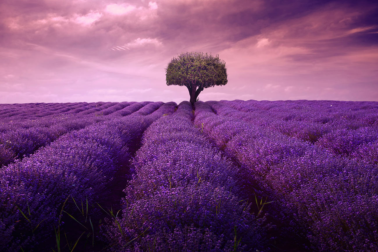 Pintura de campo de lavanda