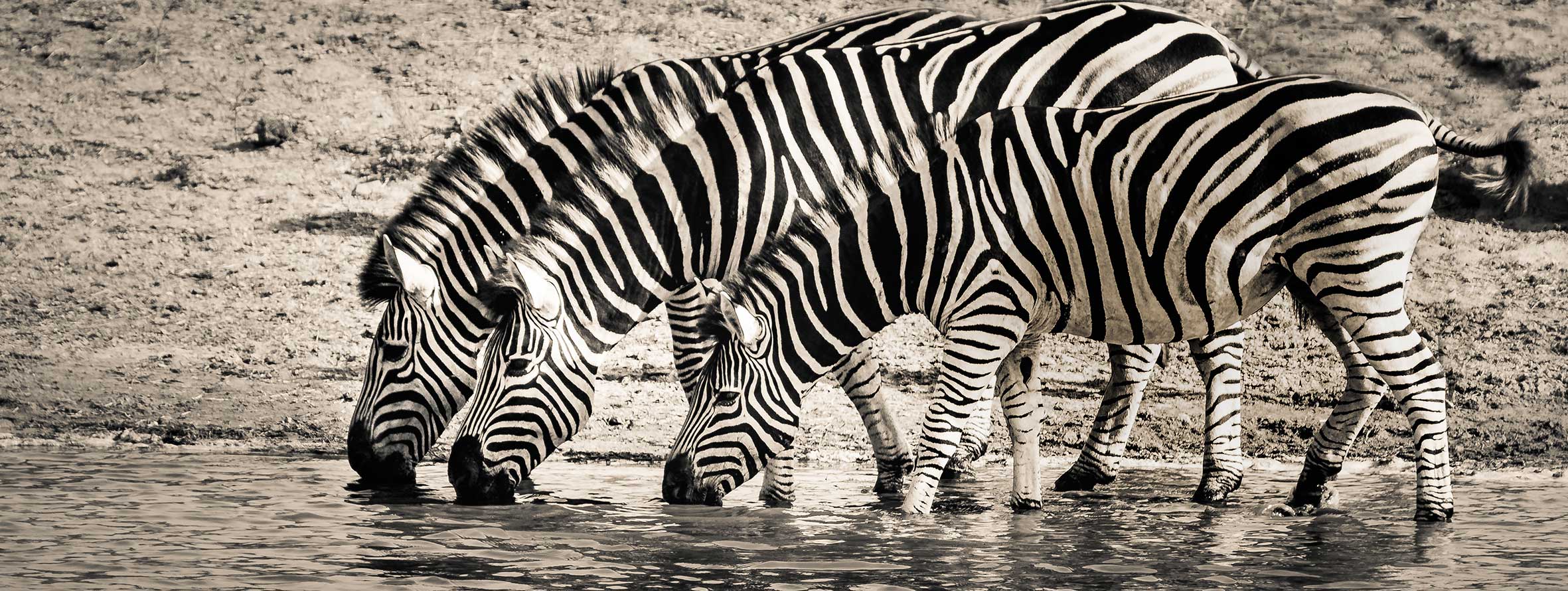 Pintando zebras bebendo
