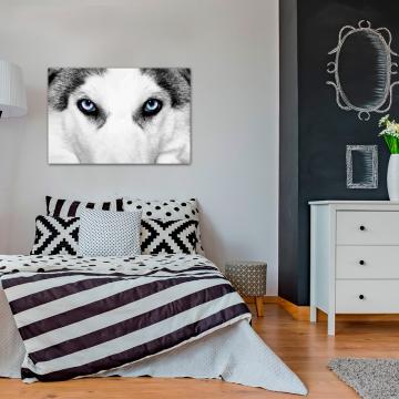 Quadro Husky