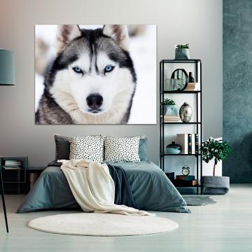 Quadro Husky Siberiano 