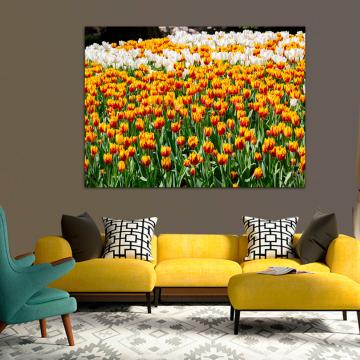 Quadro Campo de Tulipas Amarelas