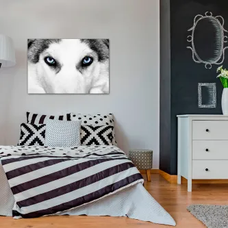 Quadro com close-up do rosto de um husky e olhos azuis