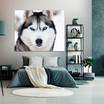 Retrato de husky siberiano de olhos azuis em quadro pendurado acima da cama