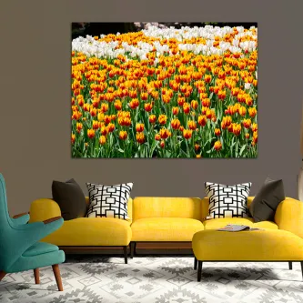 Quadro com campo denso de tulipas amarelas e laranja e fileira de tulipas brancas