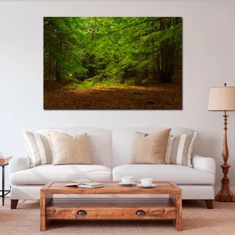 Quadro perdido com floresta verde, clareira iluminada e chão coberto de folhas