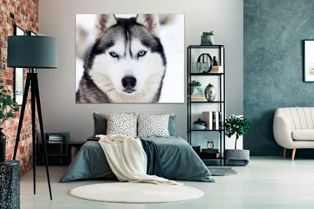 Quadro Husky Siberiano 