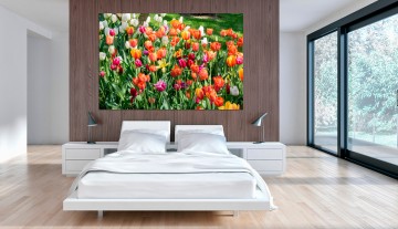 Quadro Campo de Tulipas